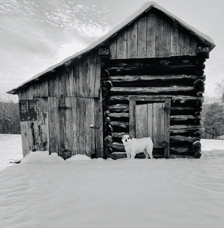 Entry image for “Bear". Clicking this image will show a larger photo