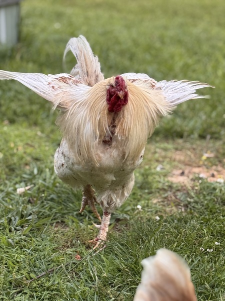 Entry image for Nigel. Clicking this image will show a larger photo