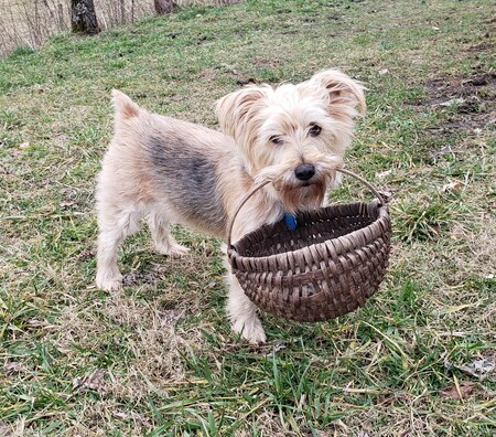 Entry image for Reuben. Clicking this image will show a larger photo