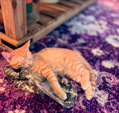 Entry image for George Daniel. Clicking this image will show a larger photo