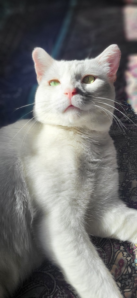 Entry image for Rocky. Clicking this image will show a larger photo