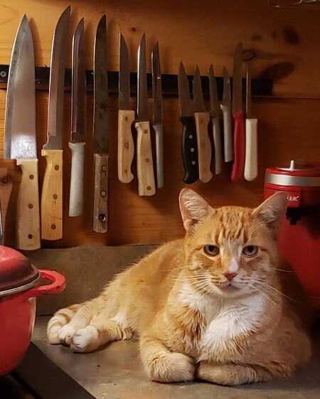 Entry image for Moxie. Clicking this image will show a larger photo