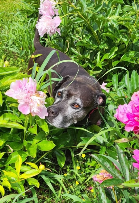 Entry image for Red . Clicking this image will show a larger photo