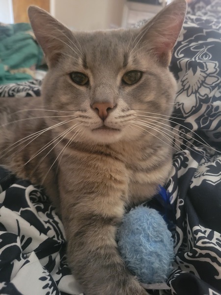 Entry image for Loki. Clicking this image will show a larger photo