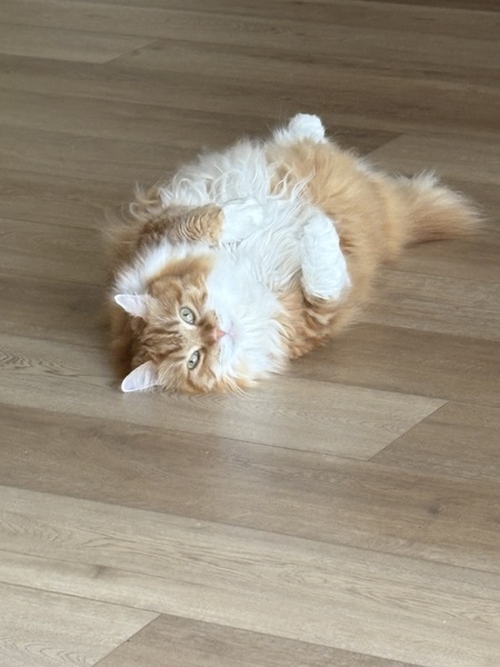 Entry image for Cheeto. Clicking this image will show a larger photo