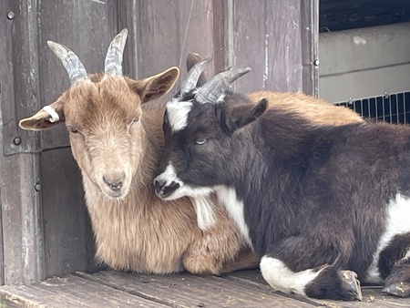 Entry image for The Misters Finley & Ferguson O'Baa. Clicking this image will show a larger photo