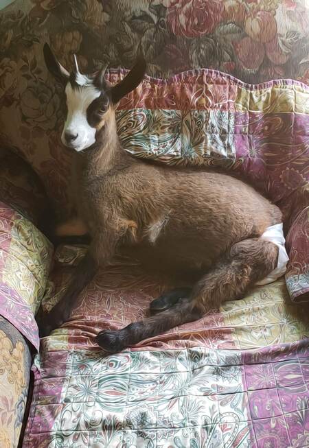 Entry image for Bizzie. Clicking this image will show a larger photo