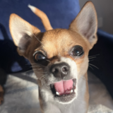 Entry image for Chico