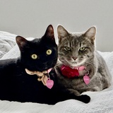 Entry image for Cosmo & Clover