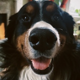 Entry image for Ralph