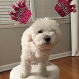 Entry image for Ollie