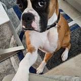 Entry image for Bruno