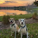 Entry image for Elton and Zepplin