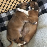 Entry image for buster and coco 