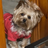 Entry image for Ruby 