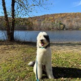 Entry image for Milo