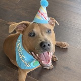 Entry image for Scooby