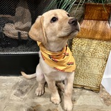 Entry image for Shiloh