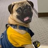 Entry image for Gordo