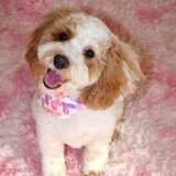 Entry image for Winnie