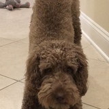 Entry image for Buddy