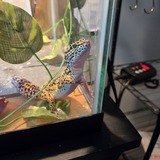 Entry image for Winston