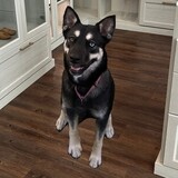 Entry image for Zola