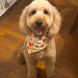 Entry image for Duke