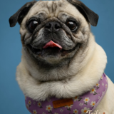 Entry image for Lola 