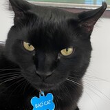 Entry image for Bad Cat 