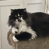 Entry image for Winston