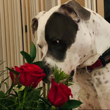 Entry image for Chester