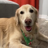 Entry image for DouDou