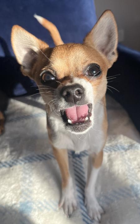 Entry image for Chico. Clicking this image will show a larger photo