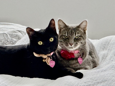 Entry image for Cosmo & Clover. Clicking this image will show a larger photo