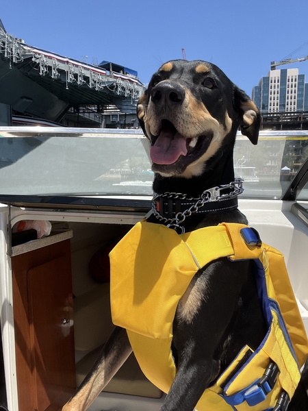 Entry image for Kirby. Clicking this image will show a larger photo