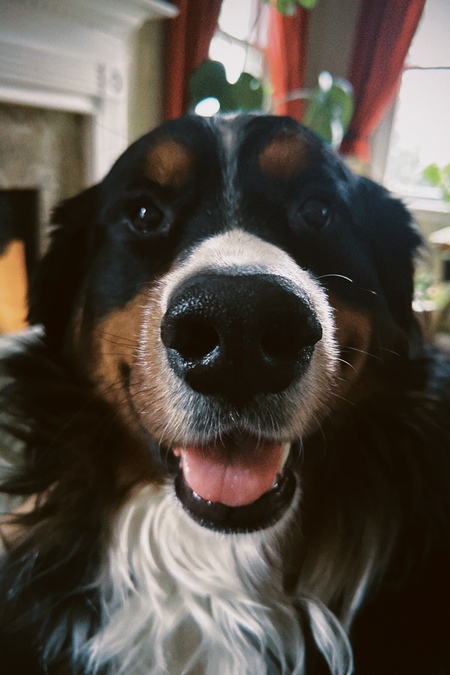 Entry image for Ralph. Clicking this image will show a larger photo