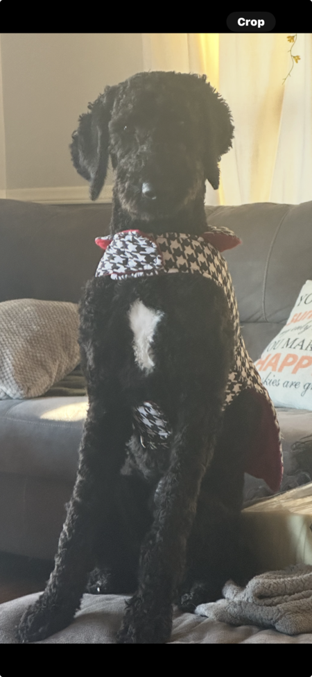 Entry image for Ivy. Clicking this image will show a larger photo