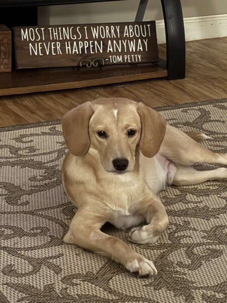 Entry image for Cooper!. Clicking this image will show a larger photo