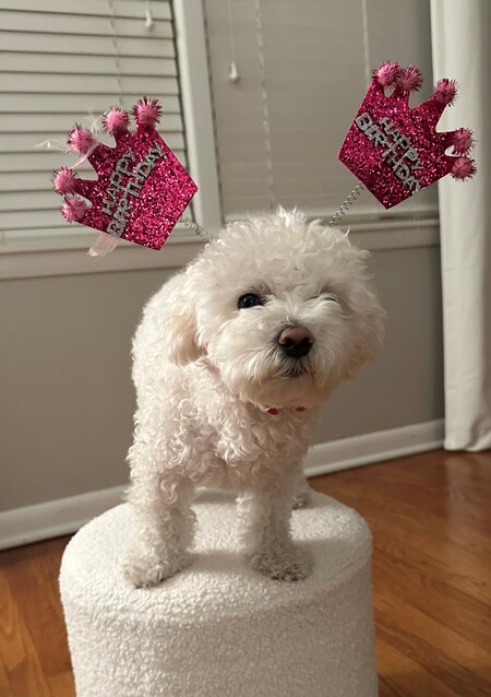 Entry image for Ollie. Clicking this image will show a larger photo