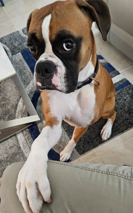 Entry image for Bruno. Clicking this image will show a larger photo