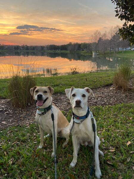 Entry image for Elton and Zepplin. Clicking this image will show a larger photo