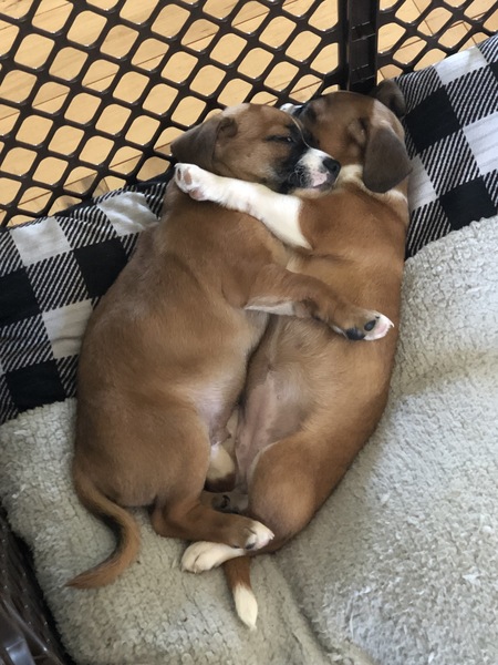 Entry image for buster and coco . Clicking this image will show a larger photo