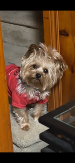 Entry image for Ruby . Clicking this image will show a larger photo