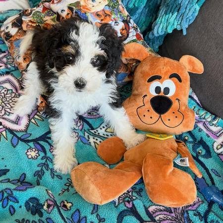 Entry image for Phoebe. Clicking this image will show a larger photo