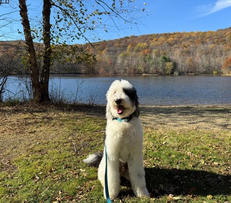 Entry image for Milo. Clicking this image will show a larger photo