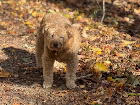 Entry image for Leo. Clicking this image will show a larger photo