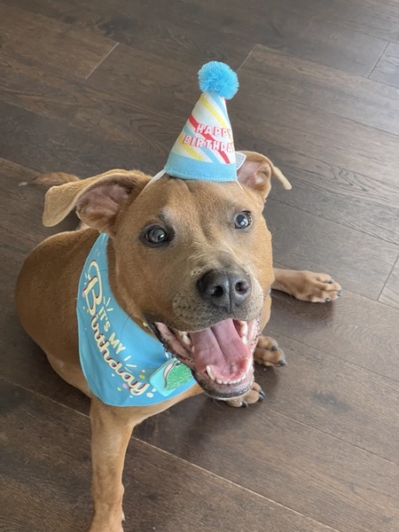 Entry image for Scooby. Clicking this image will show a larger photo