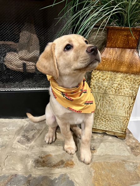 Entry image for Shiloh. Clicking this image will show a larger photo