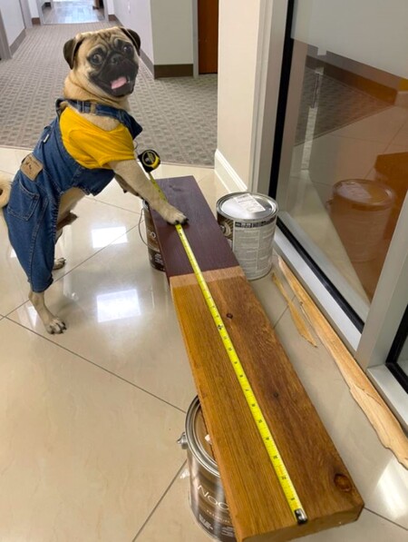 Entry image for Gordo. Clicking this image will show a larger photo